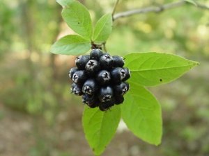 xeleutherocoque.jpg.pagespeed.ic.5OfAry47yO